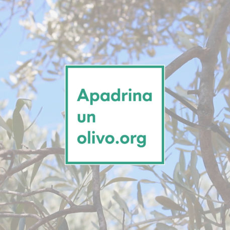 Apadrina un olivo